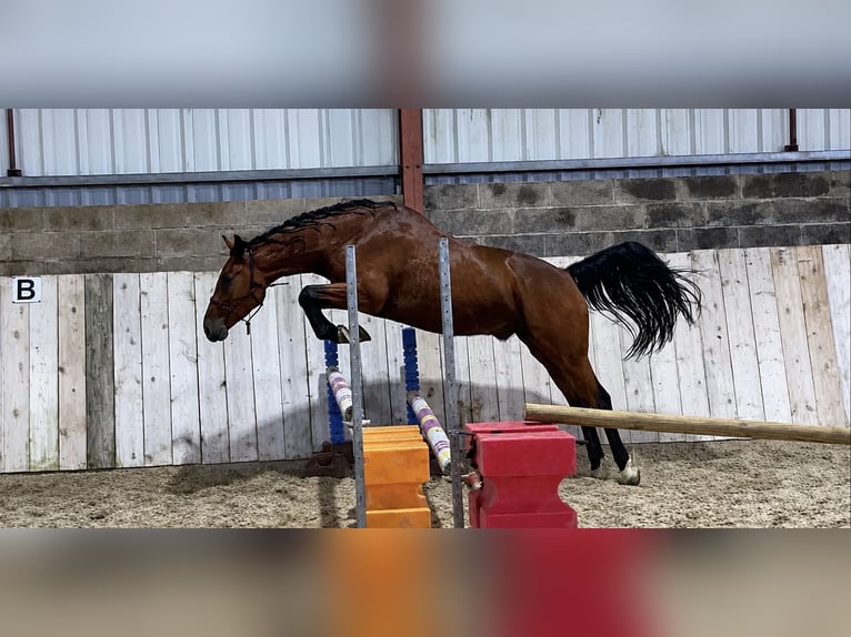 Selle Français Hongre 3 Ans 165 cm Bai in NAIVES EN BLOIS