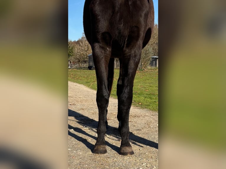 Selle Français Hongre 3 Ans 169 cm Noir in Préchac