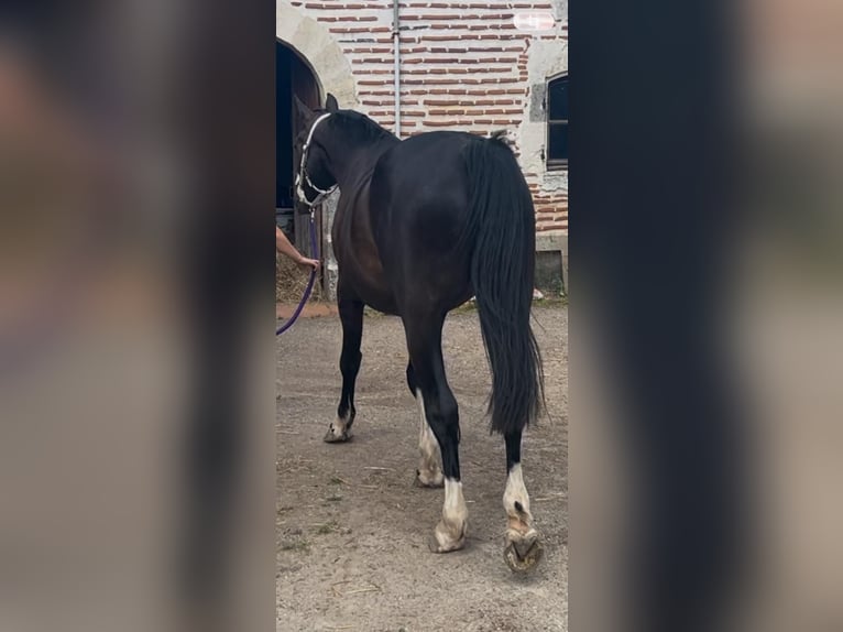 Selle Français Hongre 3 Ans 172 cm Noir in Le Temple-sur-Lot