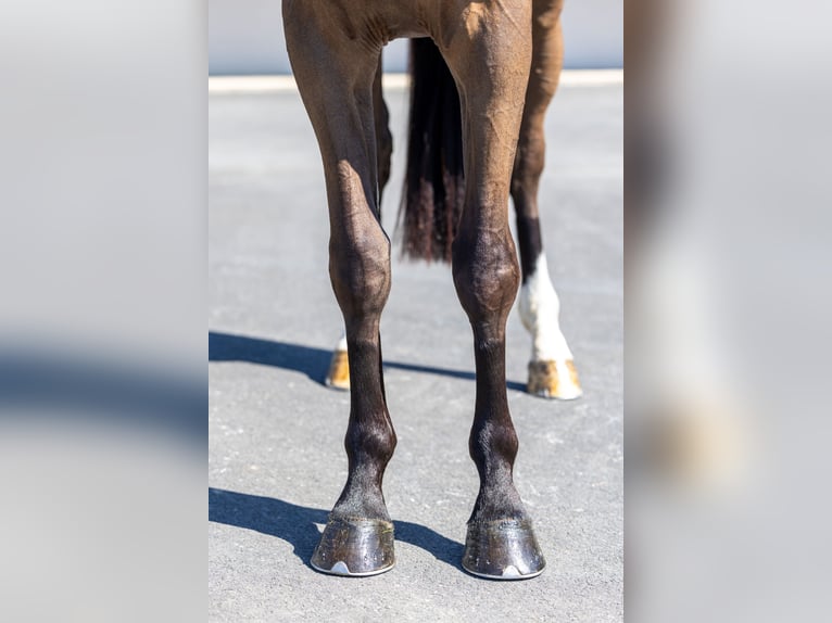 Selle Français Hongre 4 Ans 161 cm Bai brun in Saint-Pierre-de-Coutances