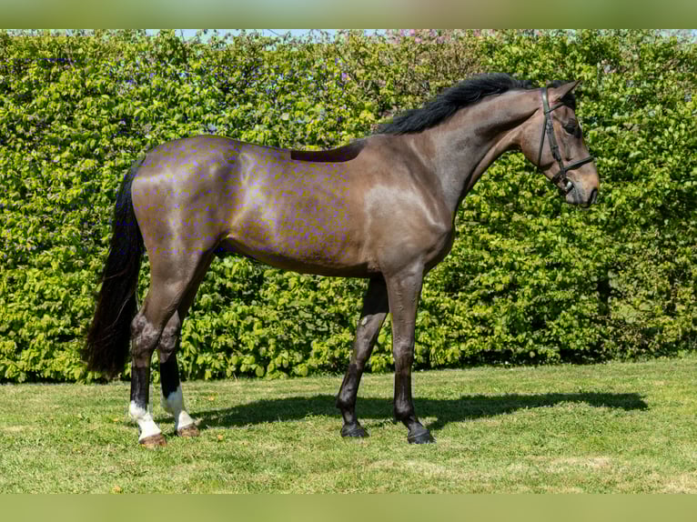 Selle Français Hongre 4 Ans 161 cm Bai brun in Saint-Pierre-de-Coutances