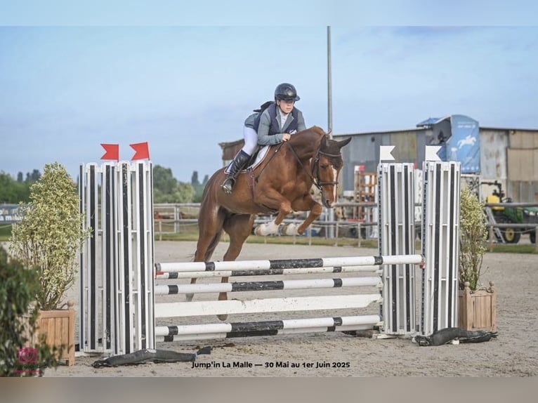 Selle Français Hongre 4 Ans 162 cm Alezan in Auxon
