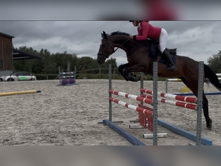 Selle Français Hongre 4 Ans 165 cm Bai in Trooz