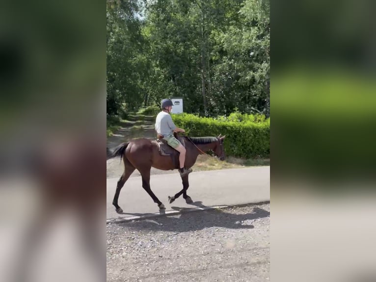Selle Français Hongre 4 Ans 165 cm Bai in Trooz