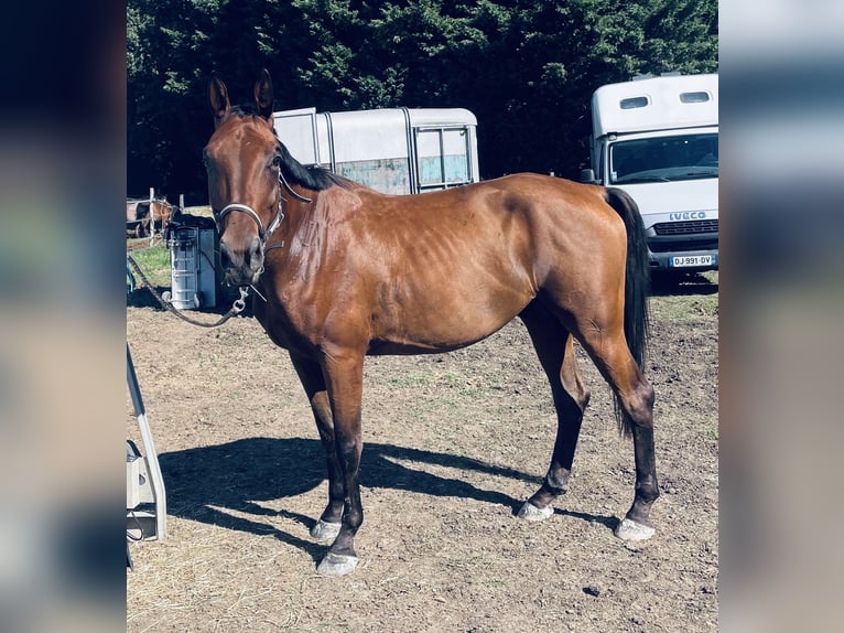 Selle Français Hongre 4 Ans 165 cm Bai in Rumilly