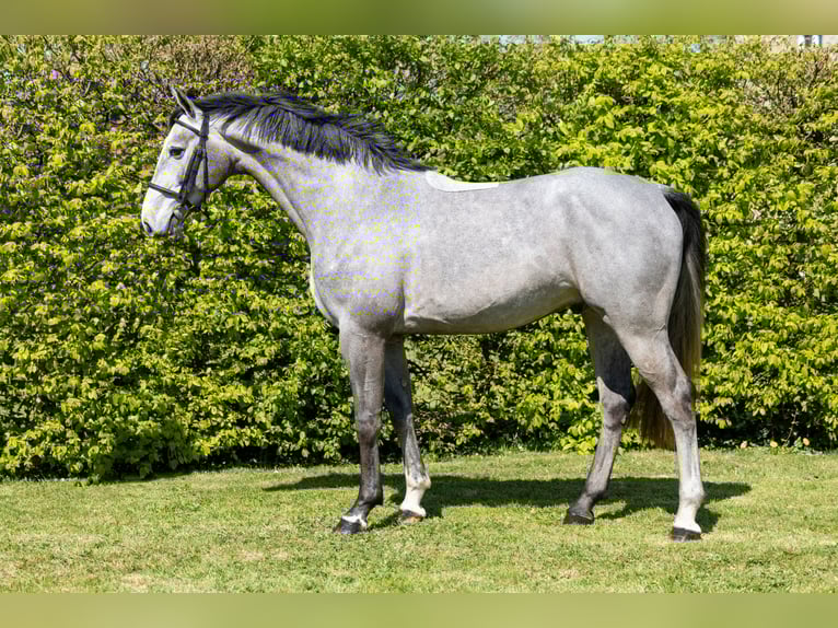 Selle Français Hongre 4 Ans 165 cm Gris in Saint-Pierre-de-Coutances