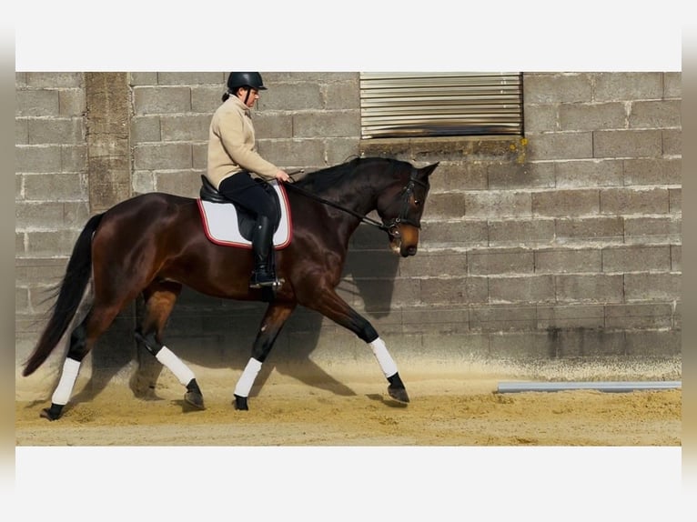 Selle Français Hongre 4 Ans 170 cm Bai in Erdre-en-Anjou