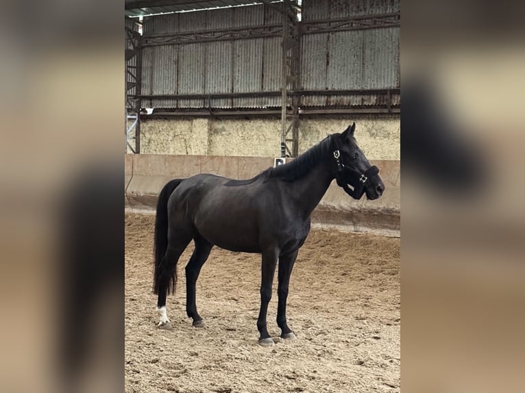 Selle Français Hongre 5 Ans 157 cm Bai brun in Saint-Quentin