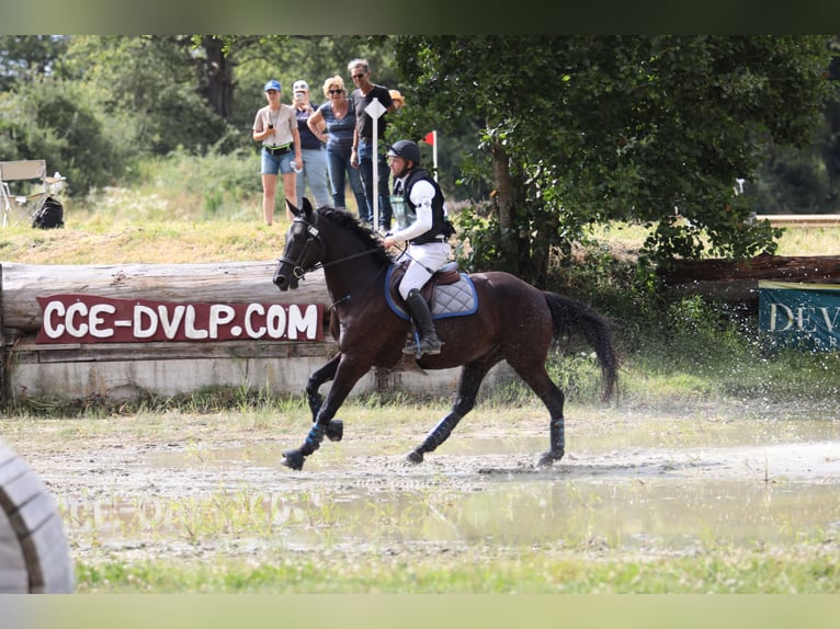 Selle Français Hongre 5 Ans 160 cm Bai brun foncé in Sandrans