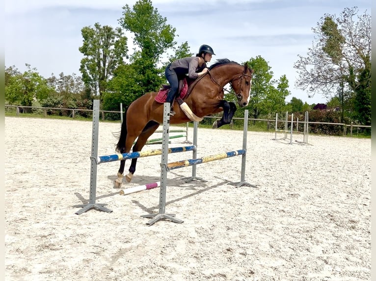 Selle Français Hongre 5 Ans 161 cm Bai in HIESSE