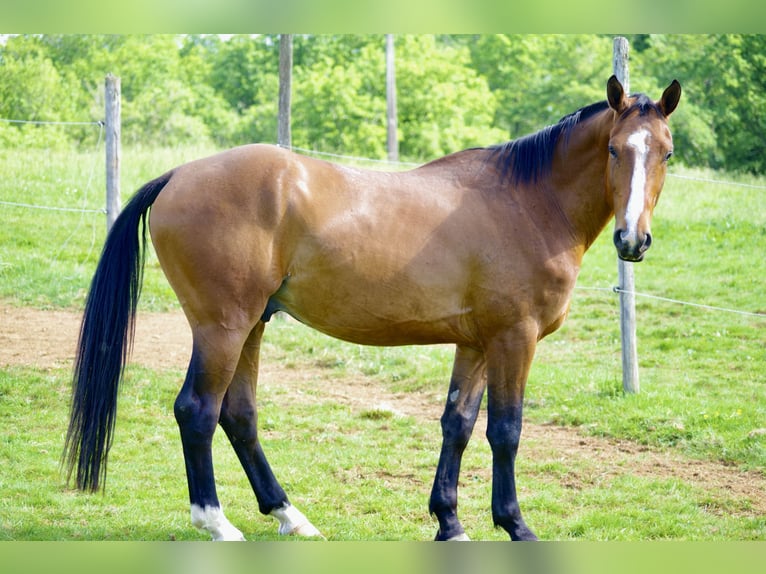 Selle Français Hongre 5 Ans 161 cm Bai in HIESSE