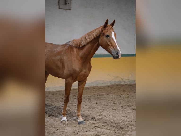 Selle Français Hongre 5 Ans 165 cm Alezan in Pozuelo De Alarcon