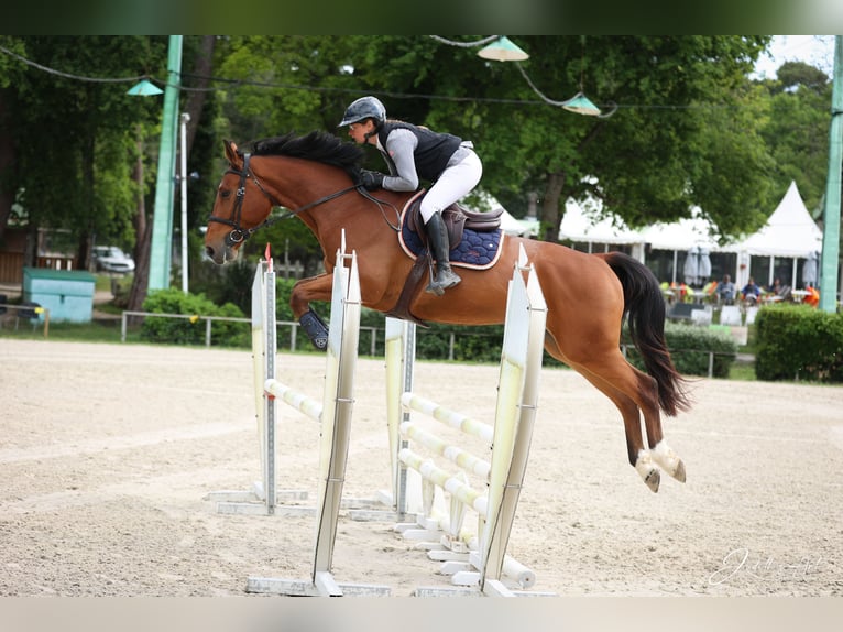 Selle Français Hongre 5 Ans 167 cm Bai cerise in Pons