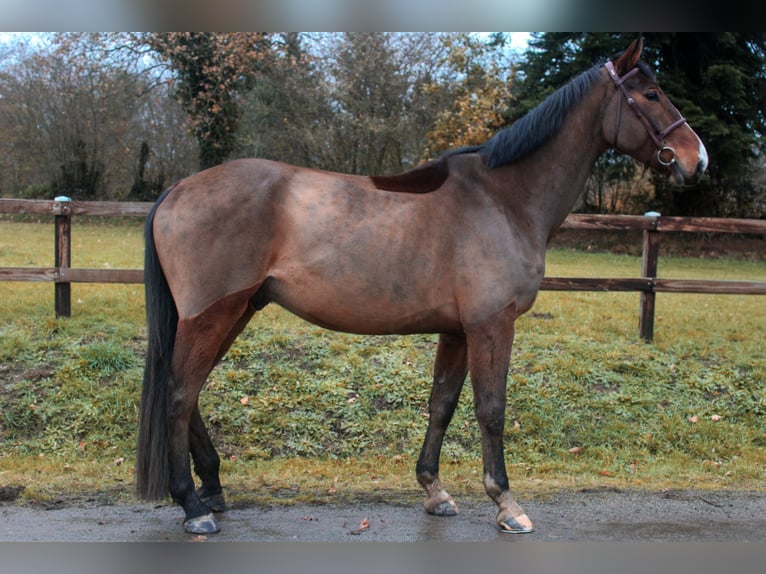 Selle Français Hongre 5 Ans 167 cm Bai in Saint-Georges-de-Reintembault