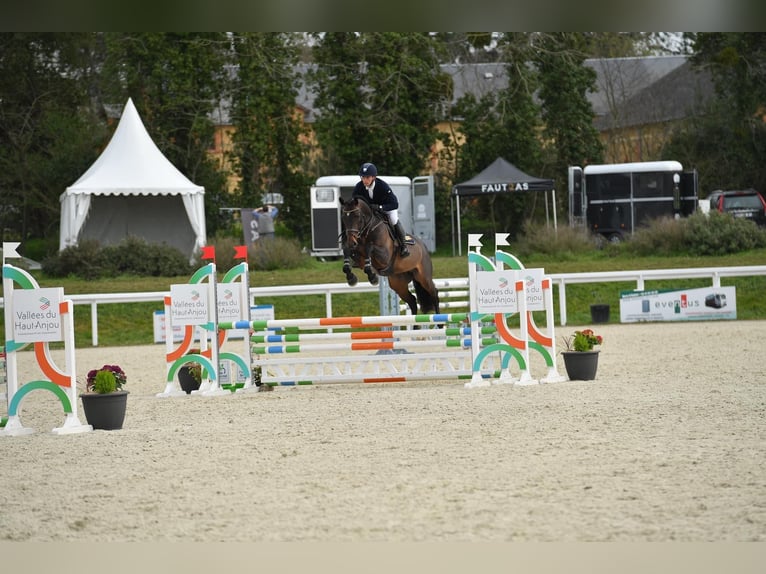 Selle Français Hongre 5 Ans 168 cm Bai cerise in Petit mars