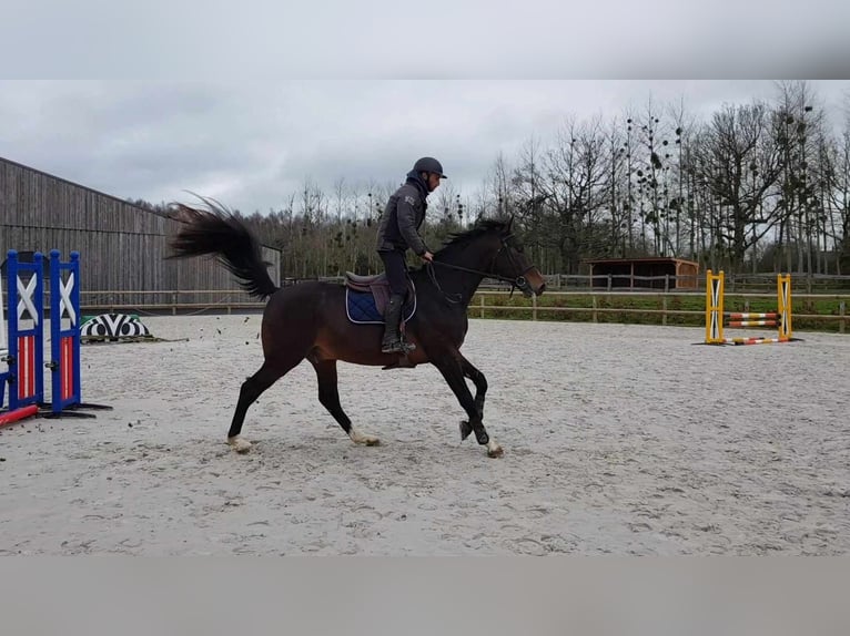 Selle Français Hongre 5 Ans 169 cm Bai brun foncé in Thereval, Basse-Normandie