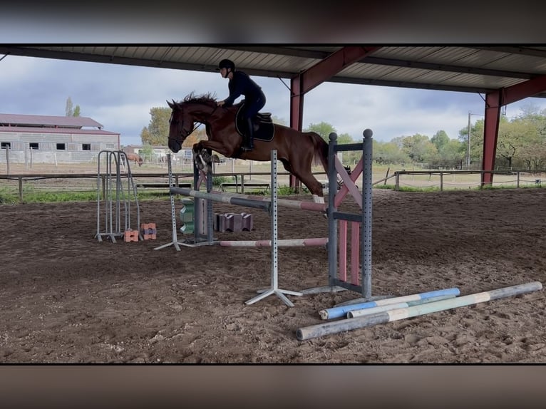 Selle Français Hongre 5 Ans 170 cm Alezan brûlé in G&#xE9;tign&#xE9;