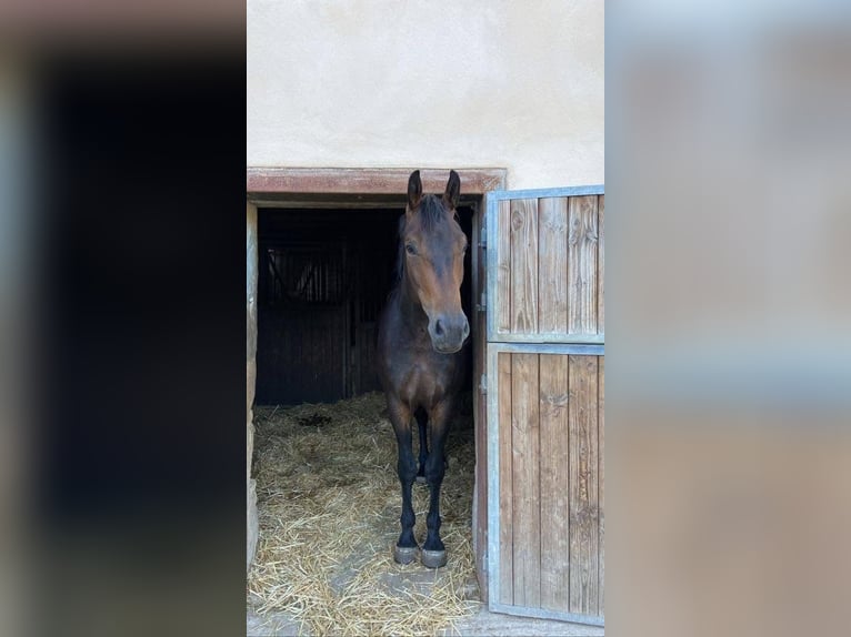 Selle Français Hongre 5 Ans 172 cm Bai brun foncé in Basancon