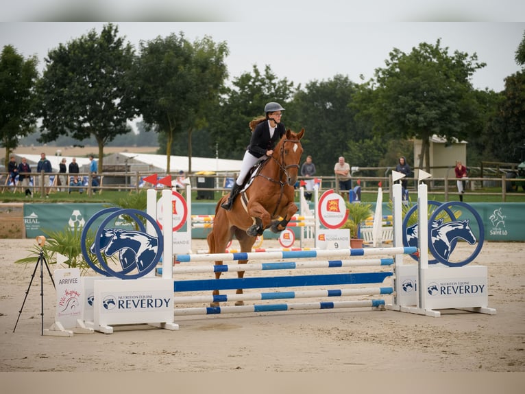 Selle Français Hongre 5 Ans 175 cm Alezan cuivré in ROYVILLE