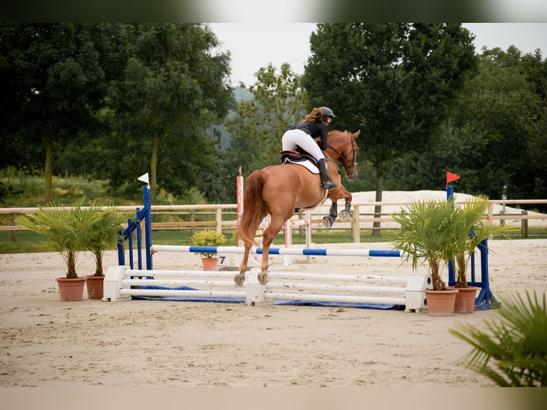 Selle Français Hongre 5 Ans 175 cm Alezan cuivré in ROYVILLE