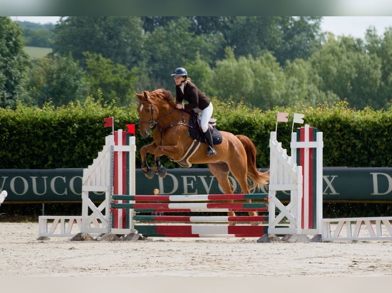 Selle Français Hongre 5 Ans 175 cm Alezan cuivré in ROYVILLE