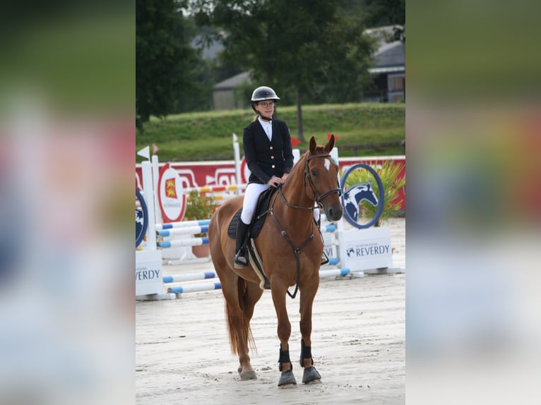 Selle Français Hongre 5 Ans 175 cm Alezan cuivré in ROYVILLE