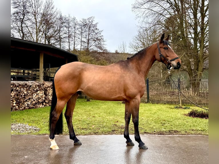 Selle Français Hongre 6 Ans 160 cm Bai in Sangerhausen