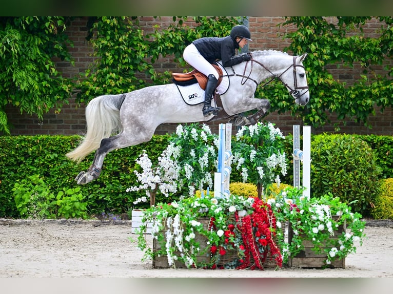 Selle Français Hongre 6 Ans 163 cm Gris in Bladel