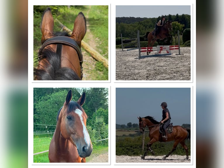 Selle Français Hongre 6 Ans 165 cm Bai in Liège