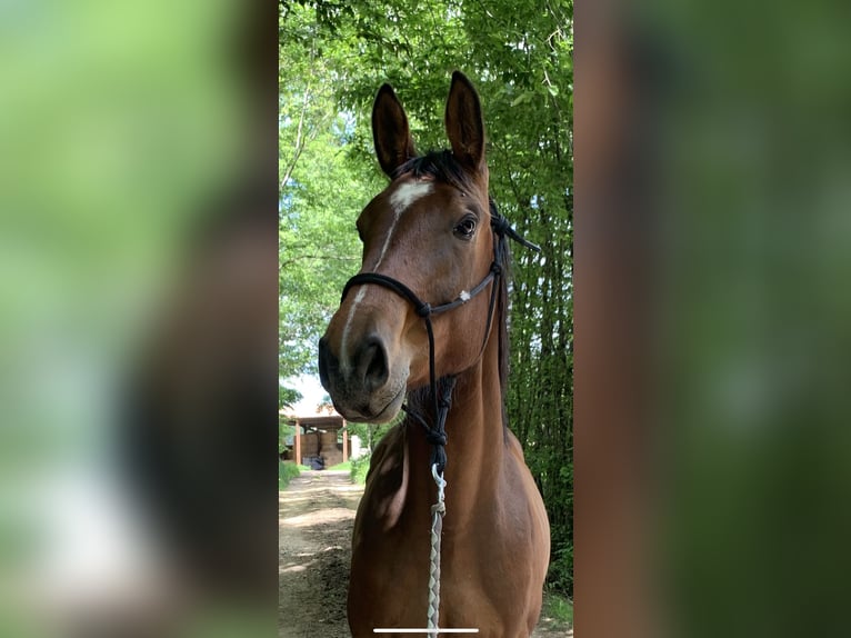 Selle Français Hongre 6 Ans 165 cm Bai in Altkirch