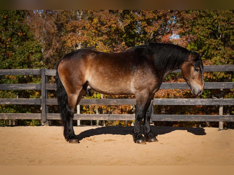Selle Français Croisé Hongre 6 Ans 165 cm Buckskin in Clover