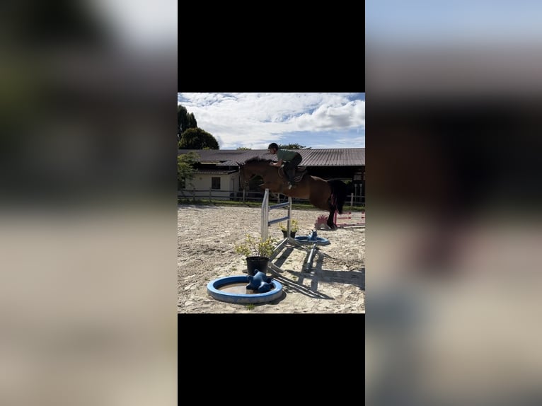 Selle Français Hongre 6 Ans 166 cm Bai in Dourdan