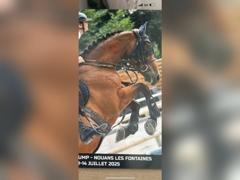 Selle Français Hongre 6 Ans 166 cm Bai in Dourdan