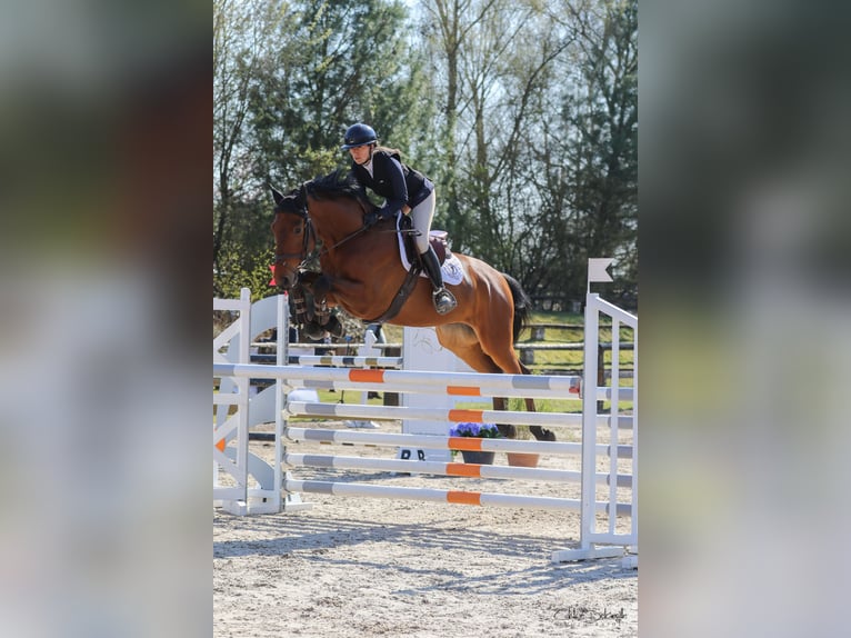 Selle Français Hongre 6 Ans 166 cm Bai in Prémesques