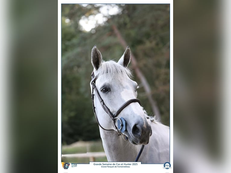 Selle Français Hongre 6 Ans 166 cm Blanc in Pr&#xE9;mesques