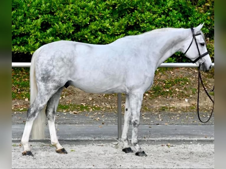 Selle Français Hongre 6 Ans 166 cm Blanc in Pr&#xE9;mesques