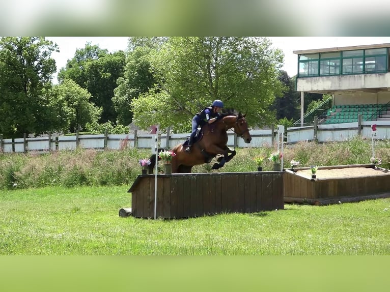 Selle Français Hongre 6 Ans 167 cm Bai in Saint-Just-en-Chevalet