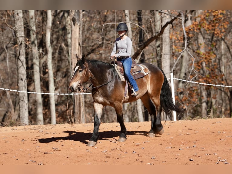 Selle Français Croisé Hongre 6 Ans 168 cm Buckskin in Clover