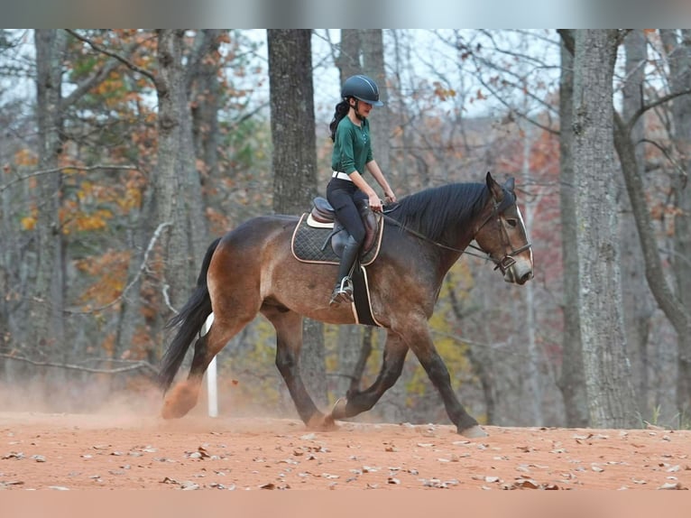 Selle Français Croisé Hongre 6 Ans 168 cm Buckskin in Clover