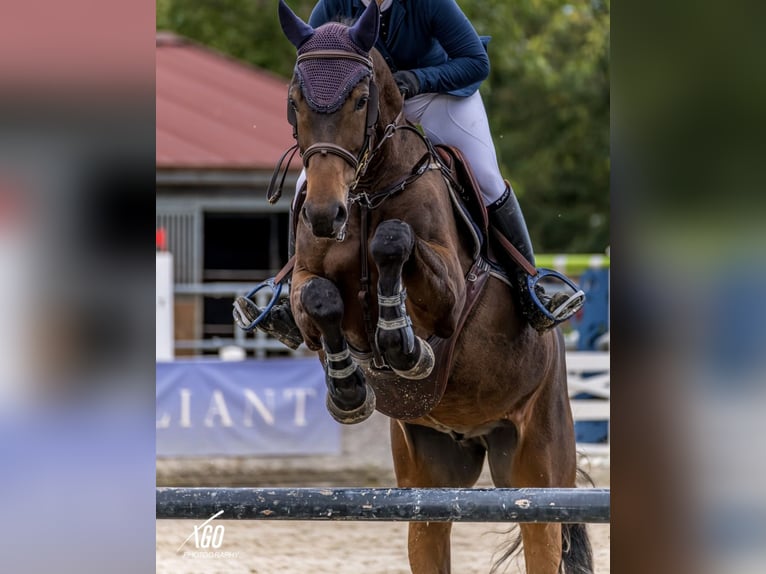 Selle Français Hongre 6 Ans 169 cm Bai brun in Interlaken