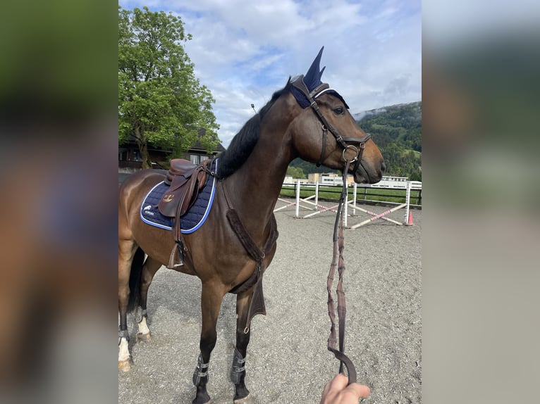 Selle Français Hongre 6 Ans 169 cm Bai brun in Interlaken