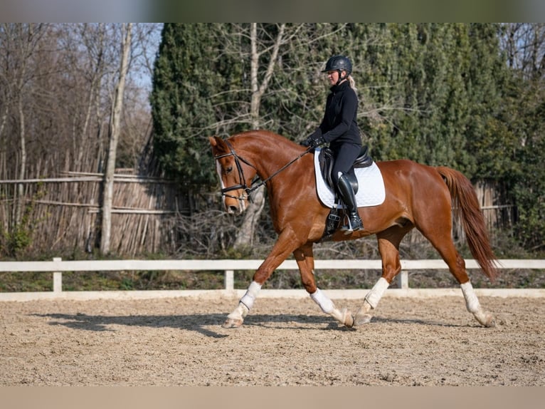 Selle Français Hongre 6 Ans 170 cm Alezan in St Rémy de Provence