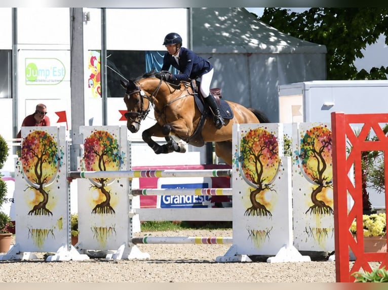 Selle Français Hongre 6 Ans 172 cm Bai in Lunéville