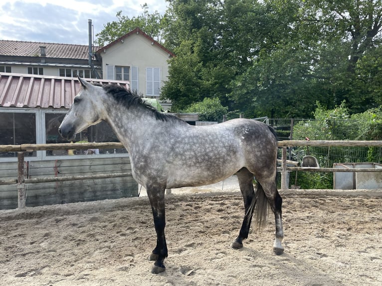 Selle Français Hongre 6 Ans 172 cm Gris in Paris