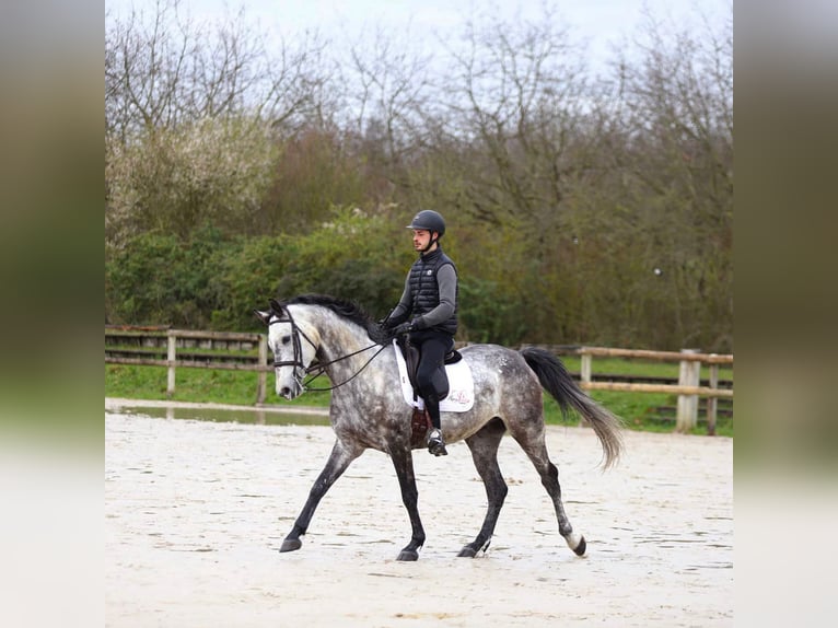 Selle Français Hongre 6 Ans 172 cm Gris in Paris