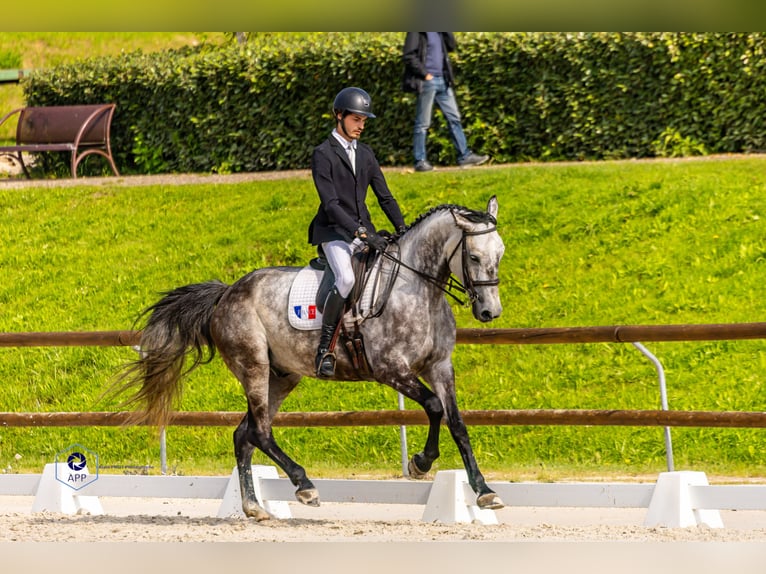 Selle Français Hongre 6 Ans 172 cm Gris in Paris