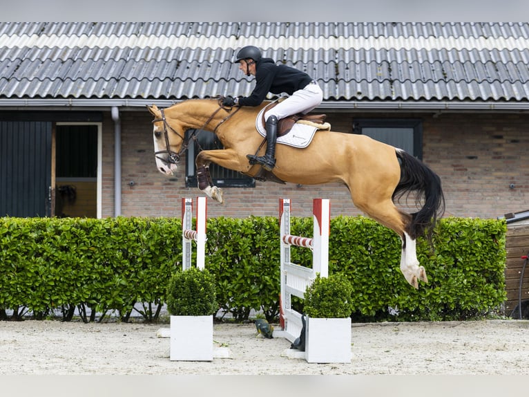 Selle Français Hongre 6 Ans 172 cm Isabelle in Waddinxveen