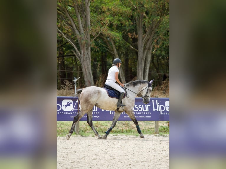 Selle Français Hongre 6 Ans 173 cm Gris in Salles-sur-Garonne