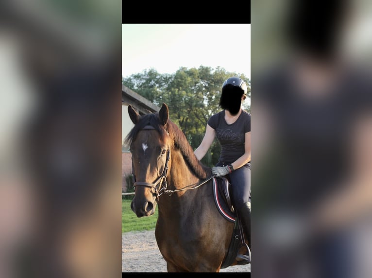 Selle Français Hongre 6 Ans 175 cm Bai brun in Zülpich