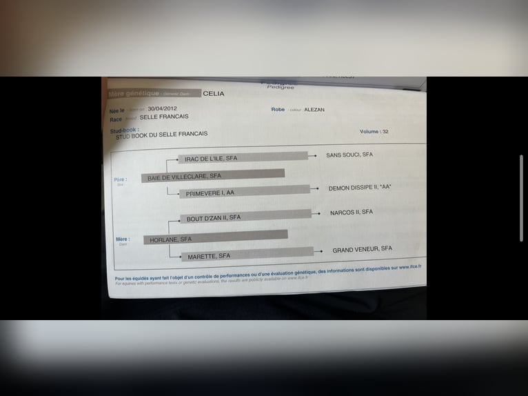 Selle Français Hongre 6 Ans 175 cm Bai brun in Zülpich